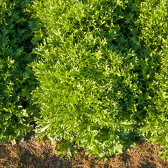 Бенефайн семена эндивия (Enza Zaden / Энза Заден)