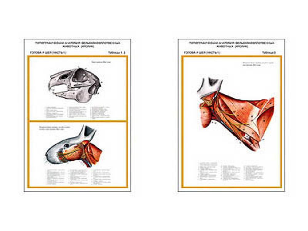 Плакаты ПРОФТЕХ &quot;Топограф. анатомия. Кролик. Голова и шея&quot; (2 пл, винил, 70х100)