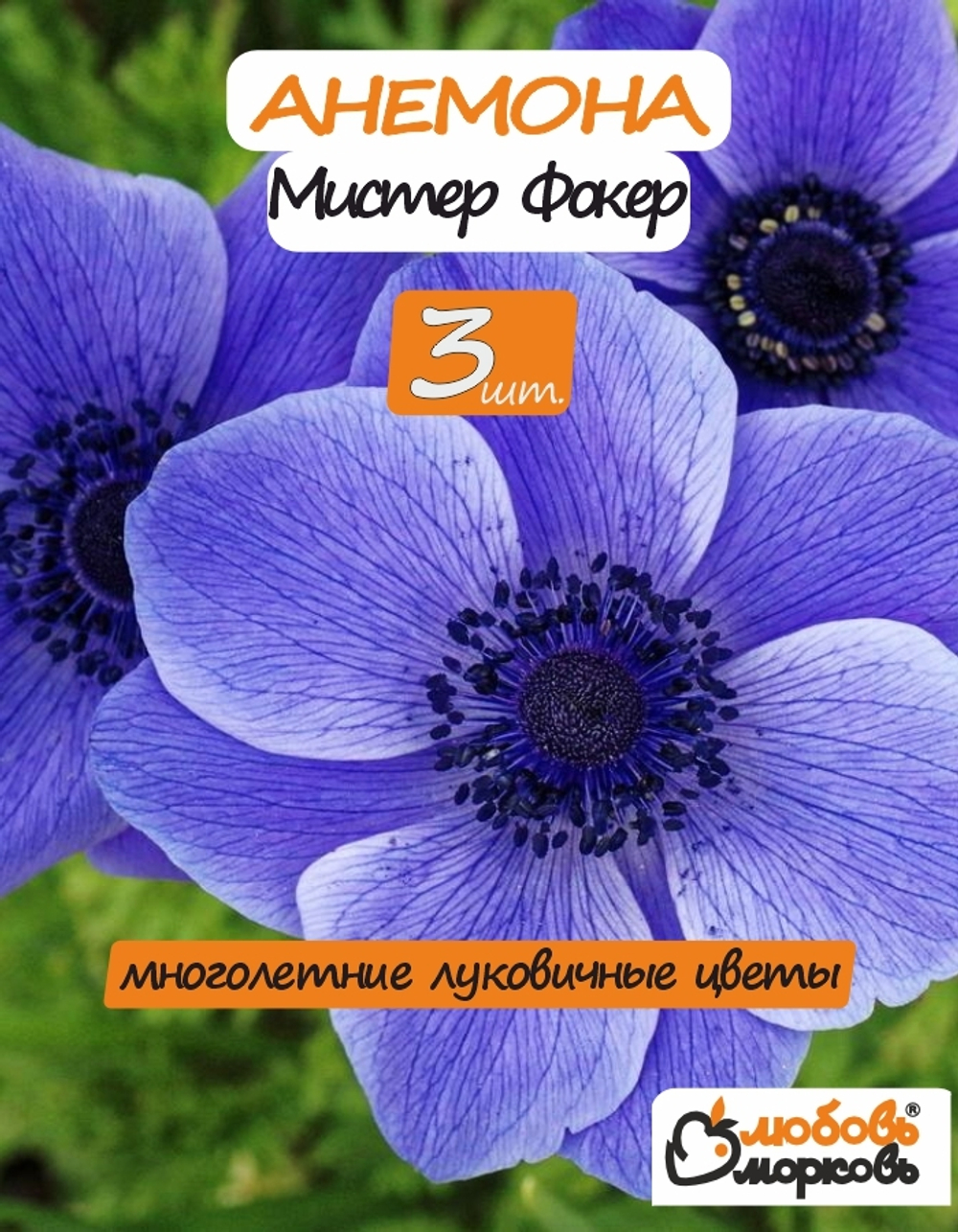 Анемона луковицы, Мистер Фокер 3 шт