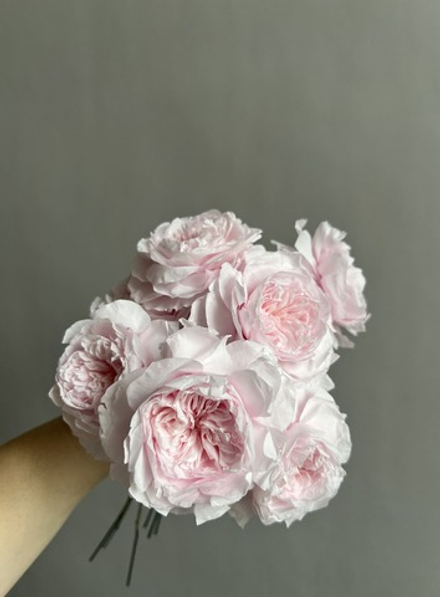 Роза пиновидная розовая d=5 см