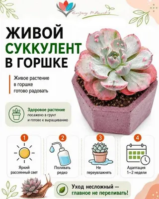 Эхеверия Панамера 671024 — инфографика по уходу и реанимации после доставки