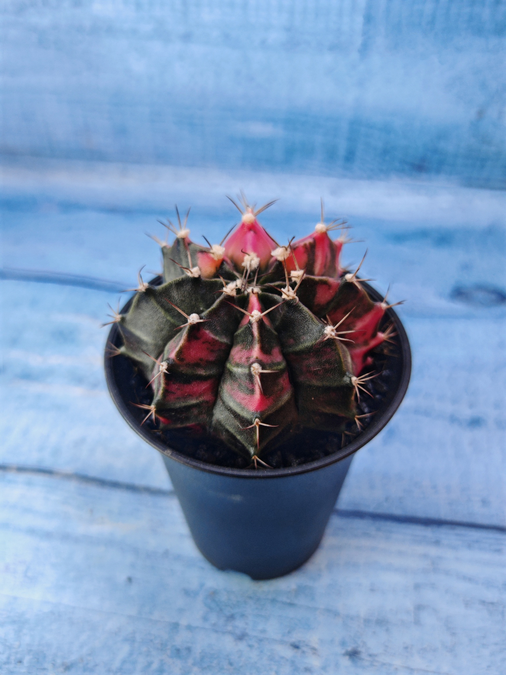 Gymnocalycium Variegata (Гимнокалициум Вариегатный)