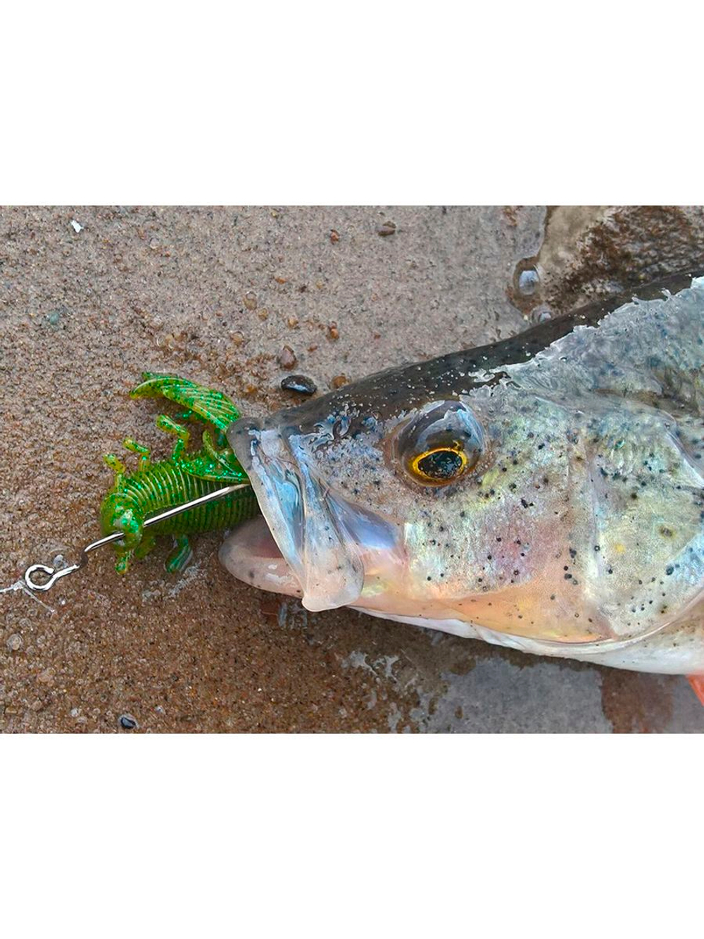 Виброхвосты съедобные искусственные LJ Pro Series INSECTOR 2,8in (07.00)/T65 8 шт. в упак.