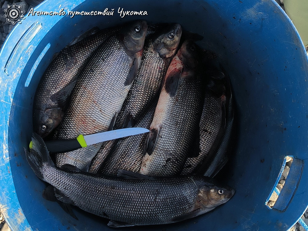 Горы, тундра, море - "три Чукотки" в одном маршруте (заброска вертолётом МИ-8)