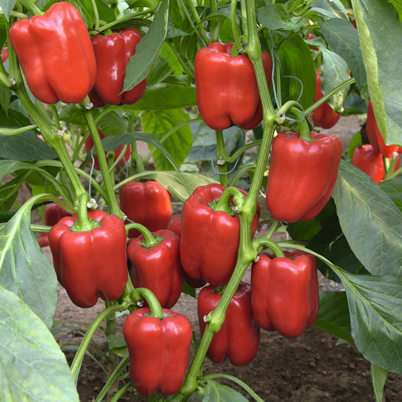 Темза F1 семена перца сладкого (Bejo  Бейо) урожай – фото 2