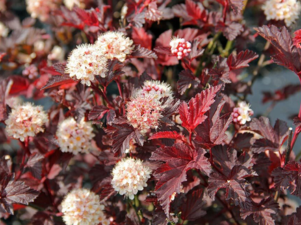 Пузыреплодник калинолистный «Red Baron»