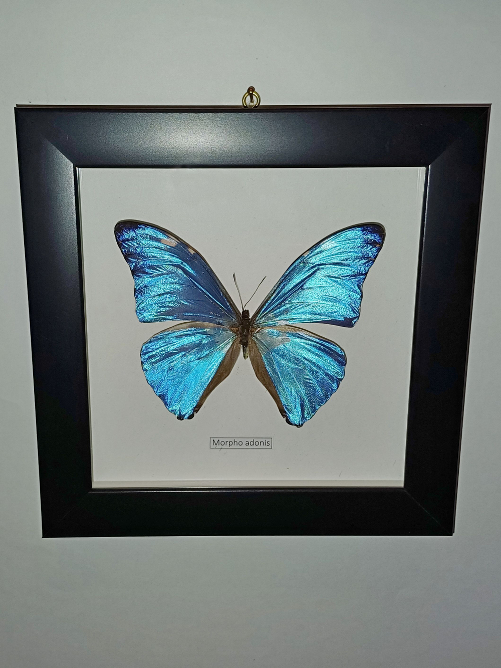 Бабочка Morpho adonis в рамке