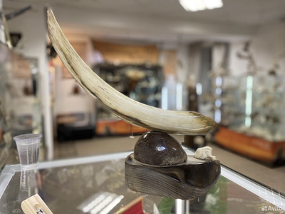 «На краю вселенной» бивень и кость мамонта, сосна