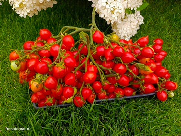 Гераниум кисс (Geranium kiss) сорт томата