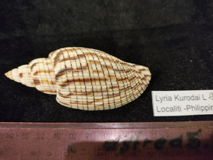 Лурия Куродай