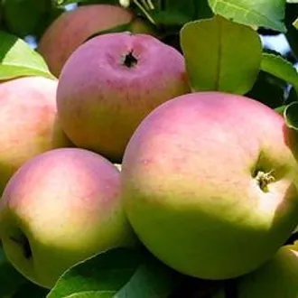 Яблоки Звездочка (1 кг)