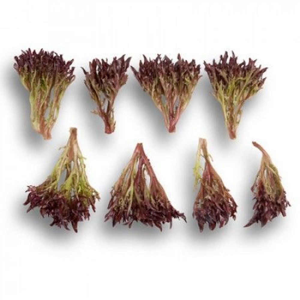 Триплекс семена салата хрустящего с сильно рассеченным листом (Rijk Zwaan / ALEXAGRO) культура