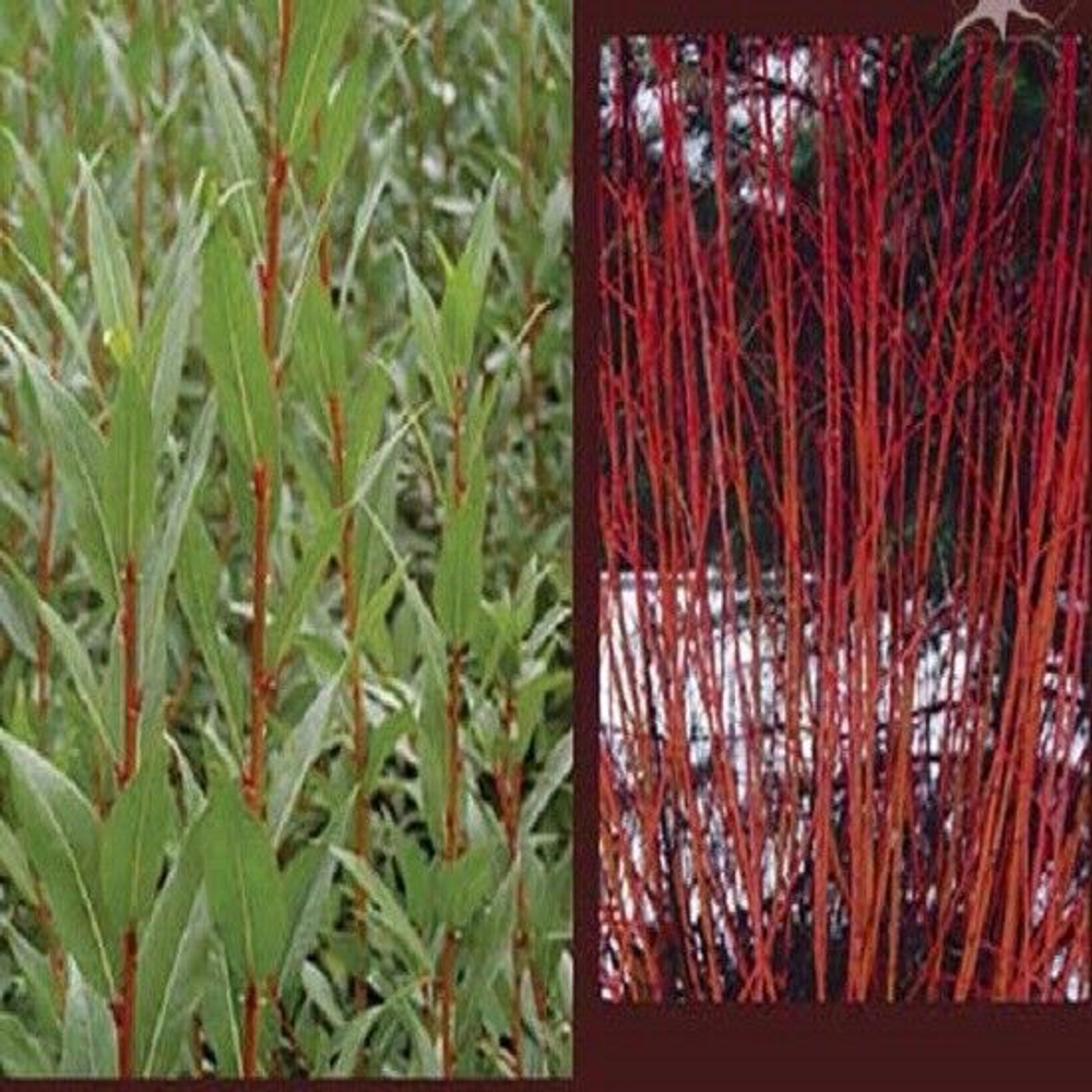 Ива Флейм С2 20-30