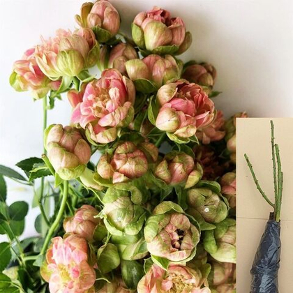 Роза Вайлд Редиш спрей саженец с ОКС.