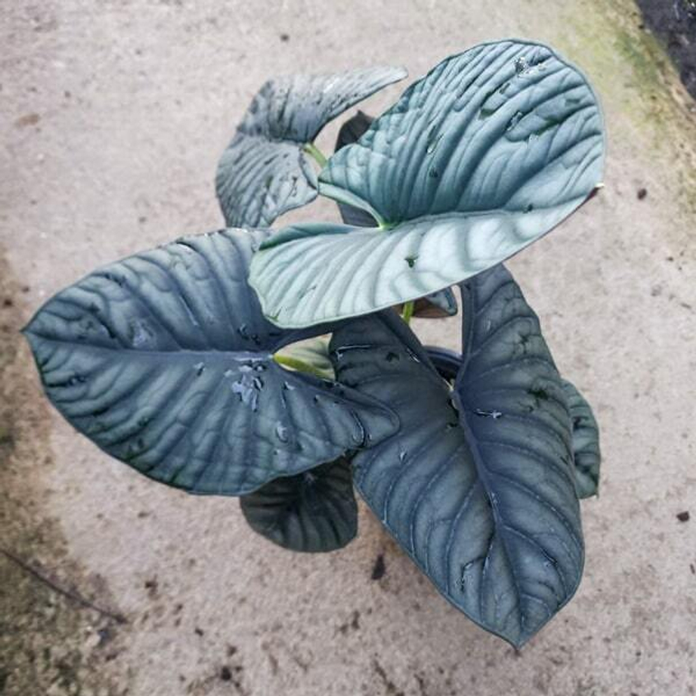 Алоказия NEBULA (#08)