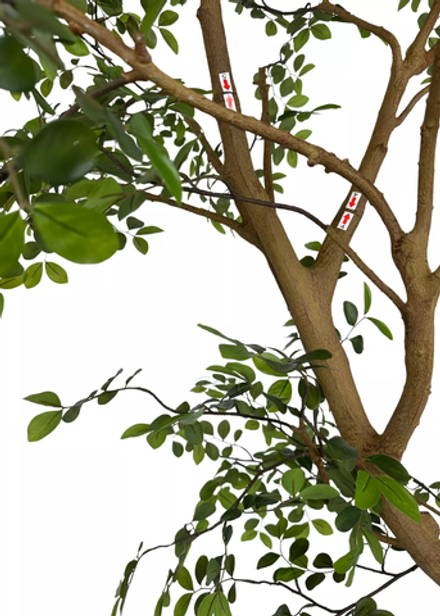 Дерево Миррайя 260 см в кашпо (2 ствола)