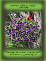 Петуния Пиццаз Индиго обильноцветущая