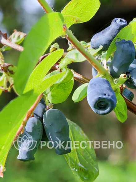 Жимолость Амфора