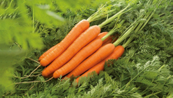 Морковь Лагуна F1 (10гр) Витагрин Профи