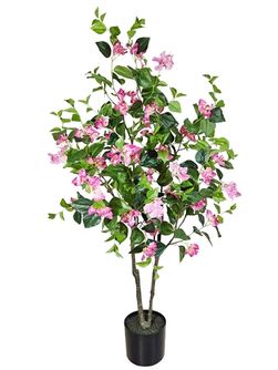 Бугенвиллия