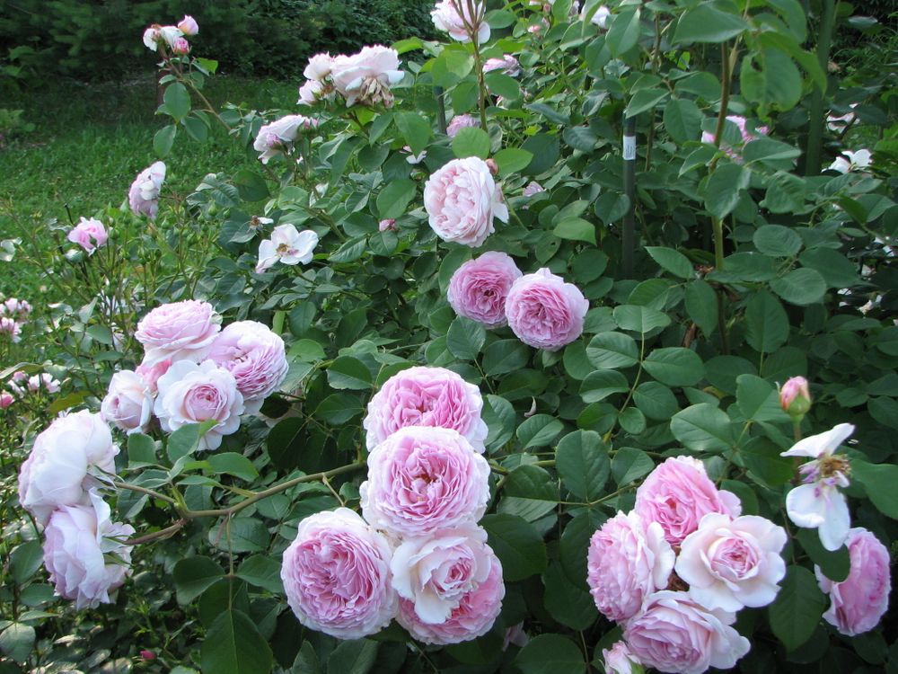 Джеймс Гэлвей (James Galway)