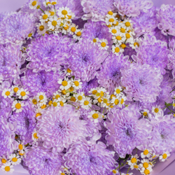 Букет цветов Лавандовое поле с ромашками