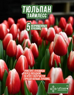 Тюльпан Луковица, Таймлесс, 5+шт неочищенные