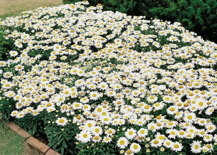 Нивяник наибольший Дварф Сноу Леди в контейнере 0,5 литра июнь