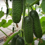 Илонара F1 семена огурца партенокарпич. (Rijk Zwaan / Райк Цваан)