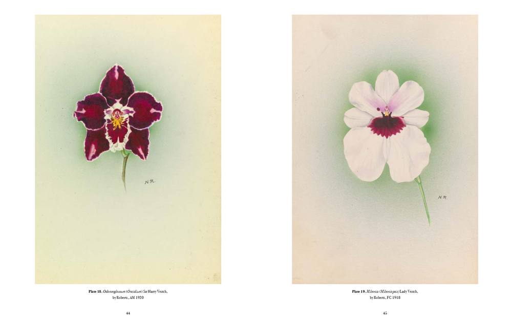 RHS Orchids