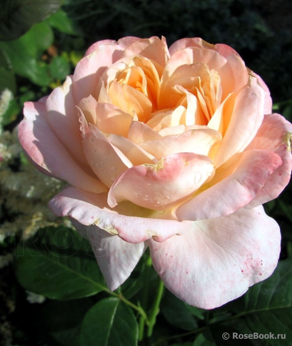 Изабель Отисье (Isabelle Autissier)