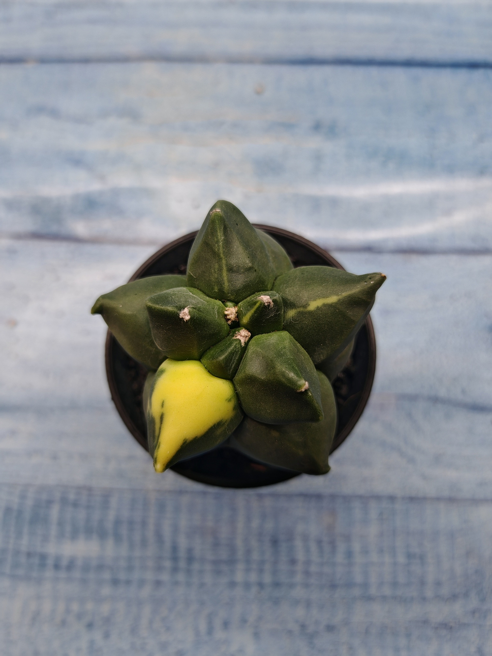 Astrophytum Myriostigma variagate (Астрофитум вариегатный)