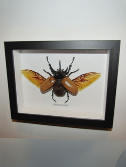 Жук Eupatorus gracillicornis в рамке