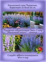 Перовския лебединолистная Маленький шпиль многолетник