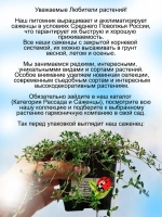 Тимьян Волшебный ковер Меджик карпет