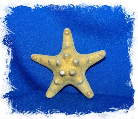 Сушеная морская звезда 5 - 7,5 см, 5шт.