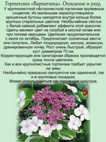 Гортензия Вариегата Триколор пёстролистная