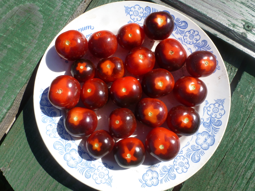 Помидоры - Blue Berry Cherry - Черри Черника