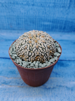 Astrophytum Asterias "Super Kabuto" (Астрофитум)