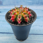 Gymnocalycium Variegata (Гимнокалициум Вариегатный)