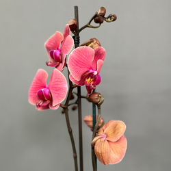 Орхидея Фаленопсис