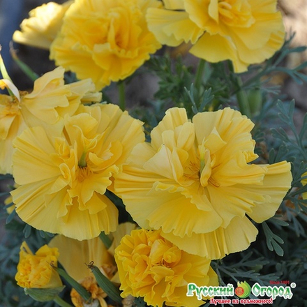 Эшшольция Русский размер Золотая 35шт НК