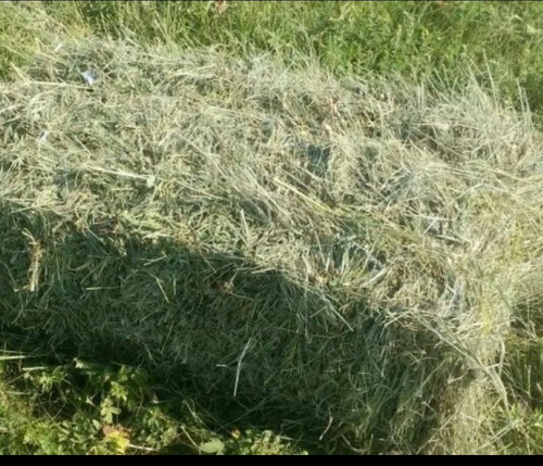 Сено луговое разнотравье 17 кг КИПА в пакете Самовывоз Аннино Садовая улица 46