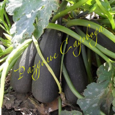 Кабачок Скворушка (цена за 1 шт)