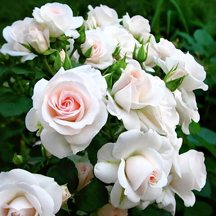 Роза Аспирин (флорибунда)