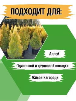 Туя саженец западная Еллоу риббон хвойные