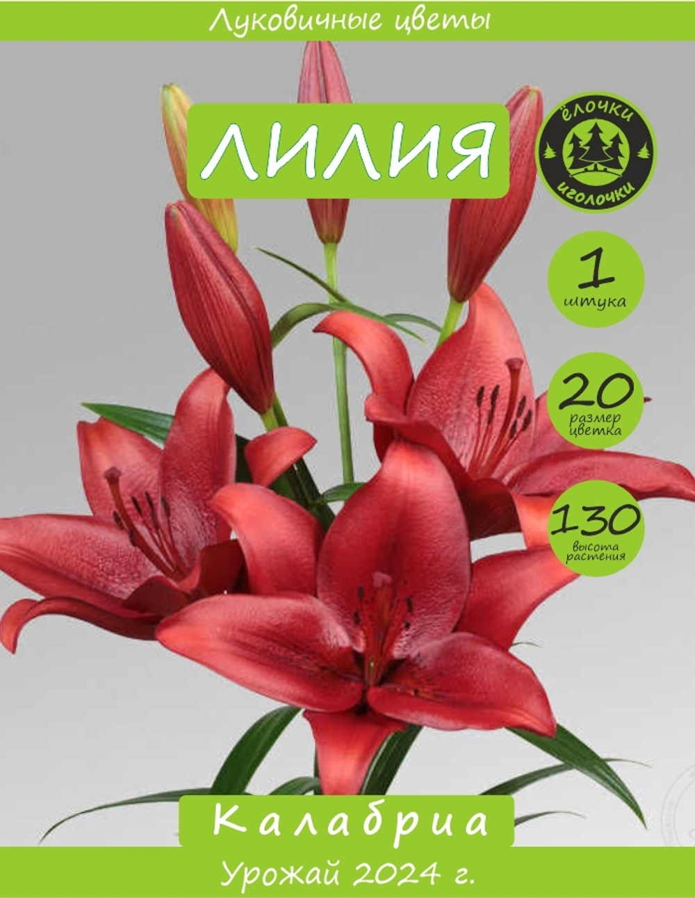Лилия Луковица, Калабриа, ЛА-гибрид, 1 шт