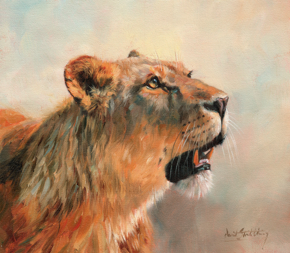 Коллекция Животные