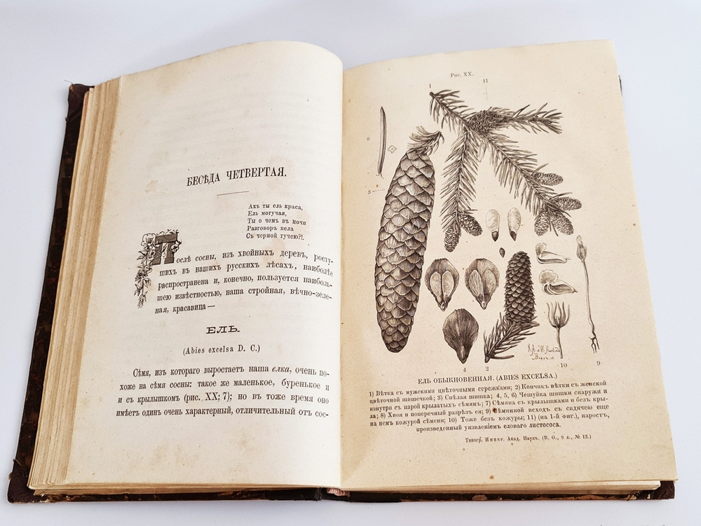 "Беседы о русском лесе". Д.Н.Кайгородов. 1885г.