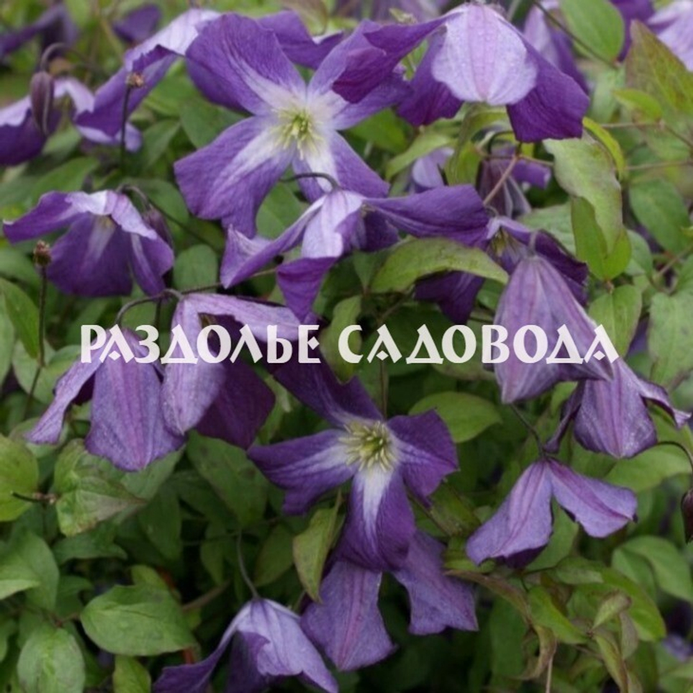 Клематис крупноцветковый Литтл Бас
